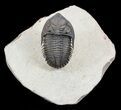 Metacanthina (Asteropyge) Trilobite - Top Quality Example #56554-1